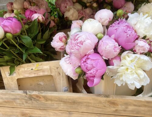 Feng Shui Colours – Pink Take 3