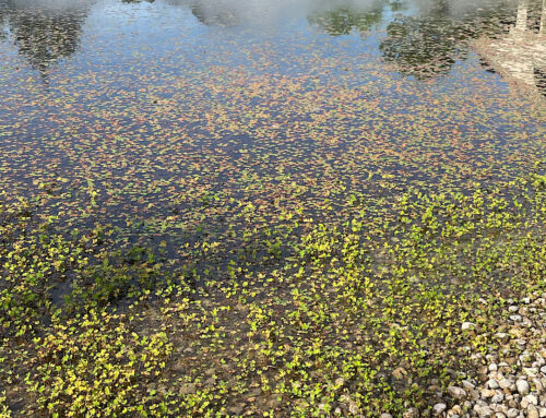 Feng Shui – Gardens, Plants and the Outdoors